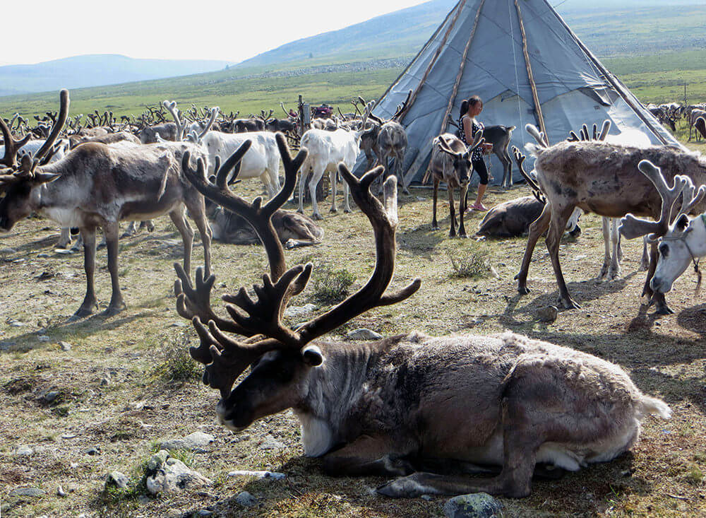 Tsaatan People tour( Reindeer herders tour)
