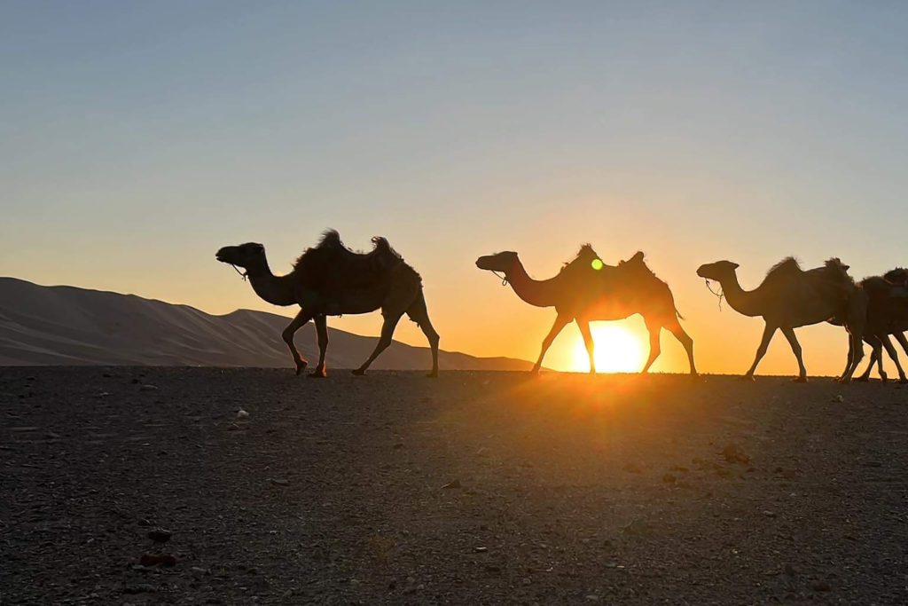 Gobi desert tour