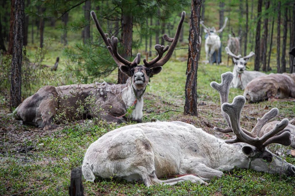 Reindeer herders