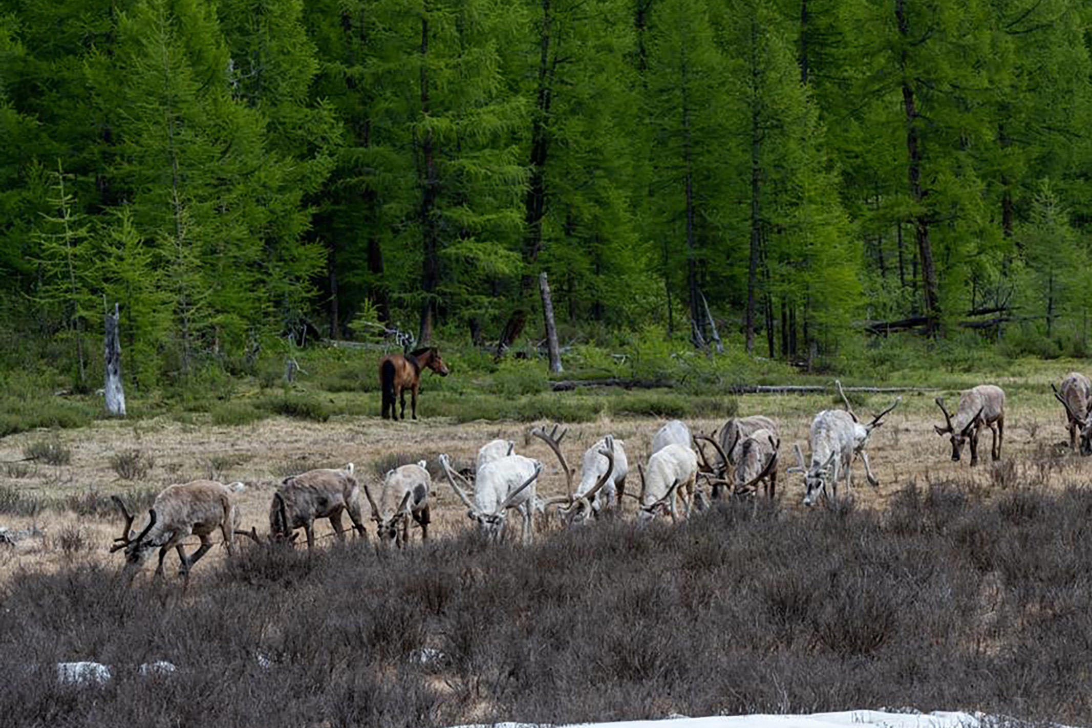 Reindeers in Northern Mongolia