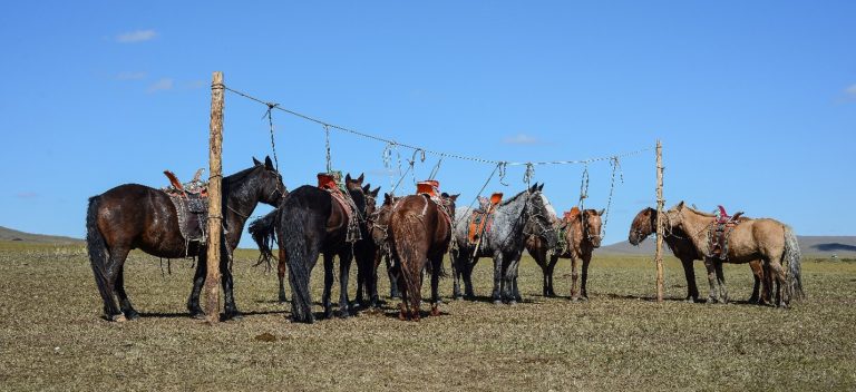 Horse Trekking to Chinggis Khaan’s Birthplace