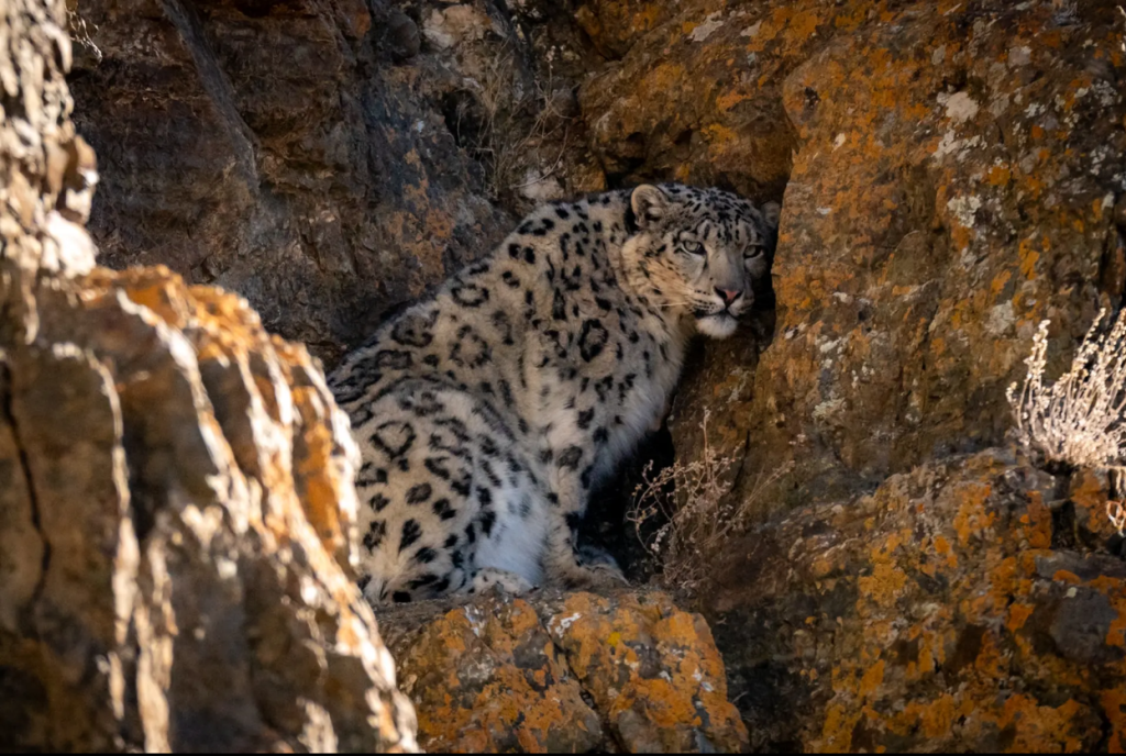 Winter Photography Tour (Snow Leopard, Pallas Cat, Saiga & Eagles) & Shaman Experience
